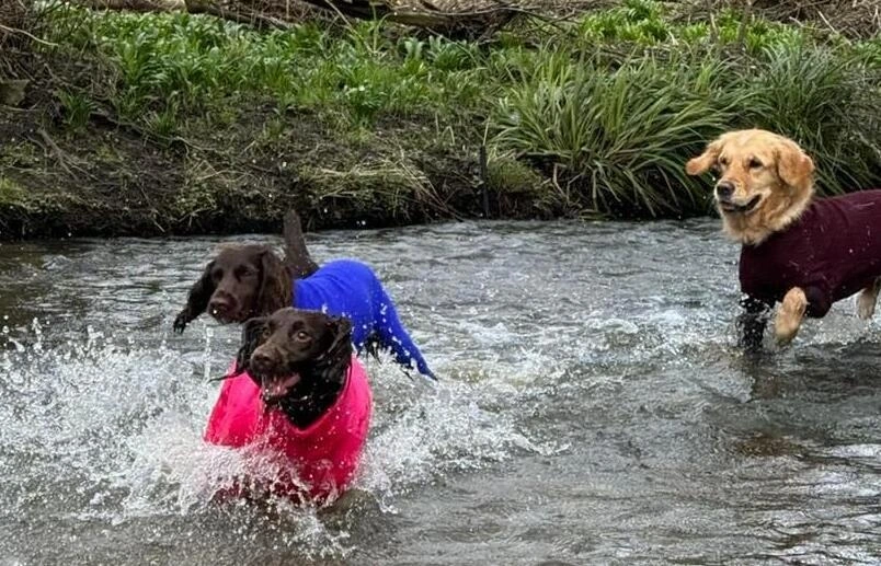 A photo of dogs playing in a stream.