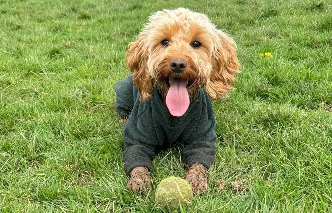 A photo of a dog lying down with a tennis ball.