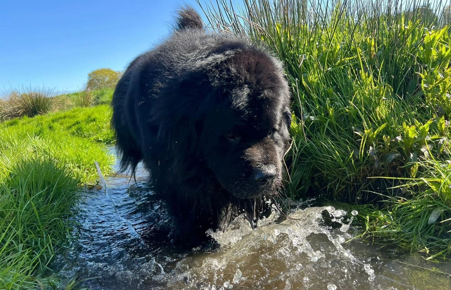 A photo of a dog playing in a stream.