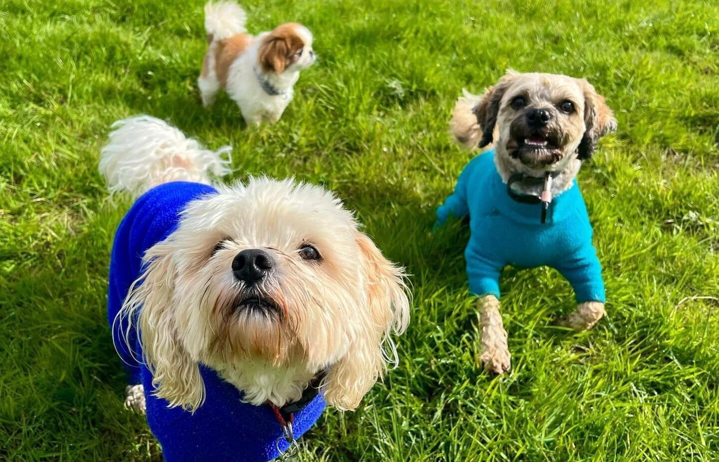 A photo of 3 dogs in a field looking at the camera.