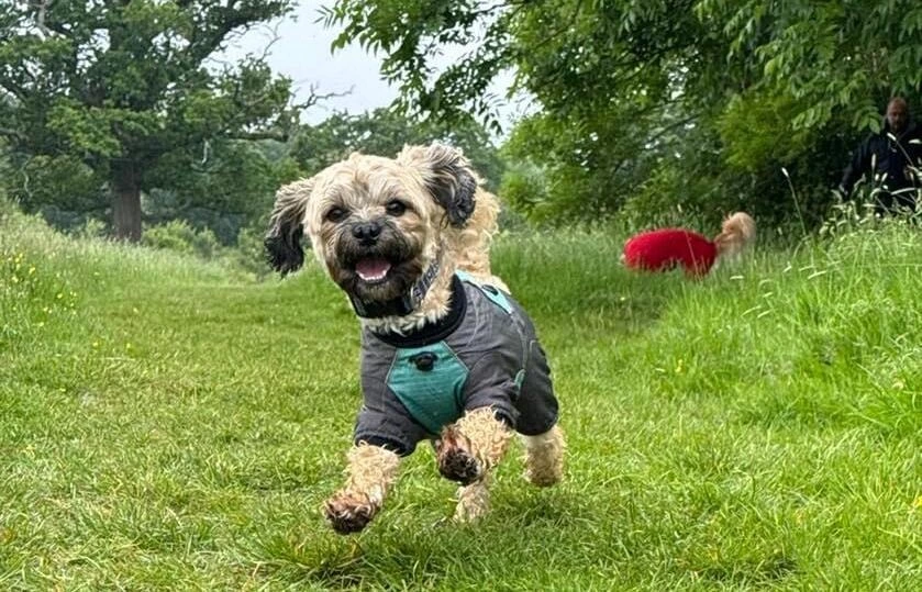 A photo of a dog wearing a little coat jumping in the grass.