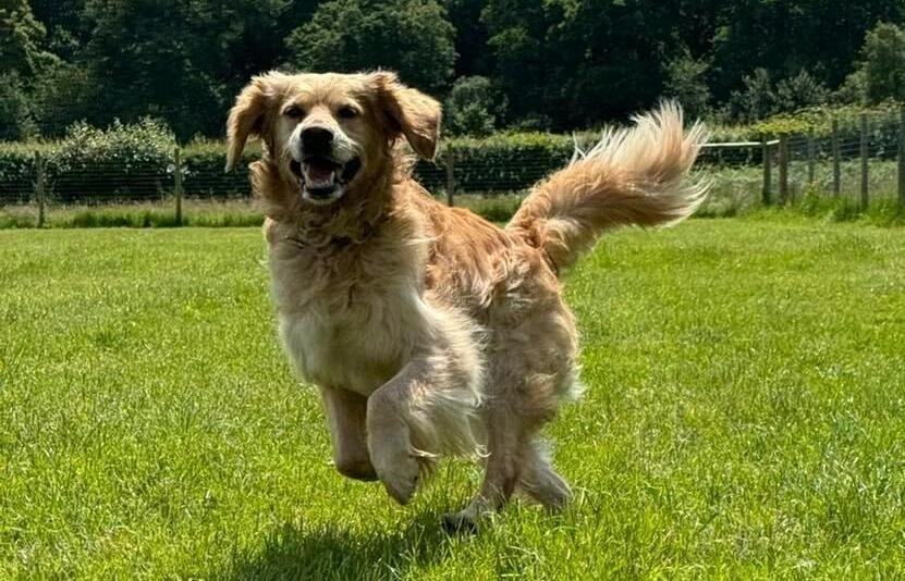 A photo of a dog leaping in a field.