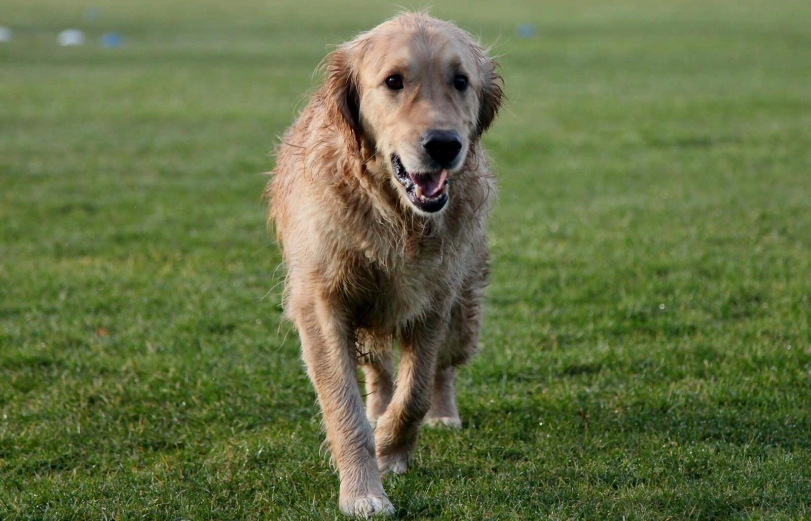 A photo of a wet dog walking through a field.