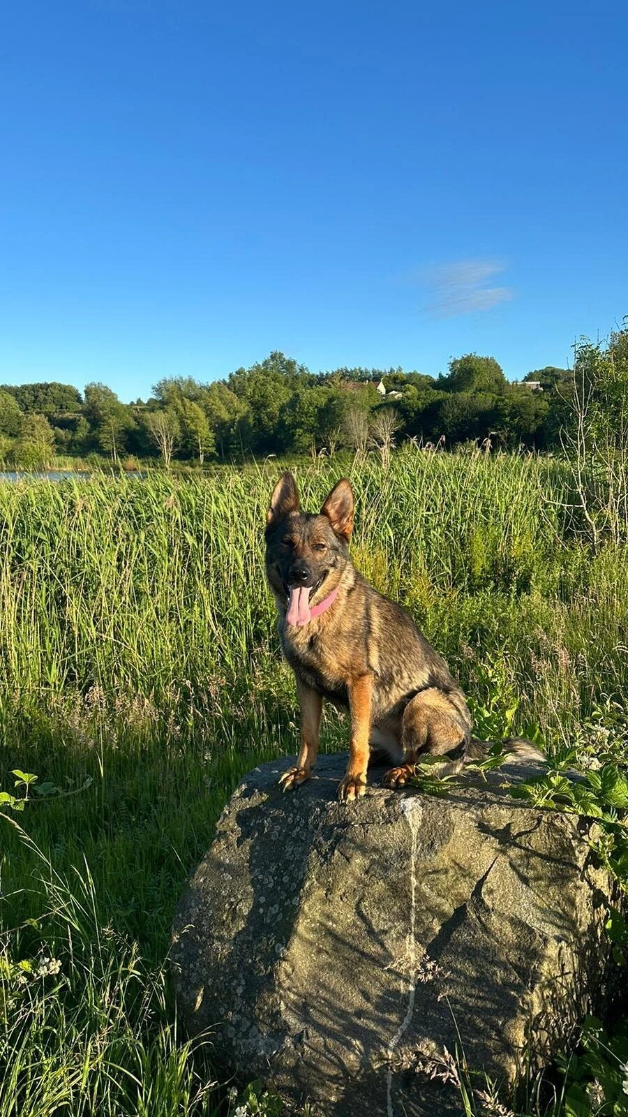 A photo of a dog on a stone boulder in a field.