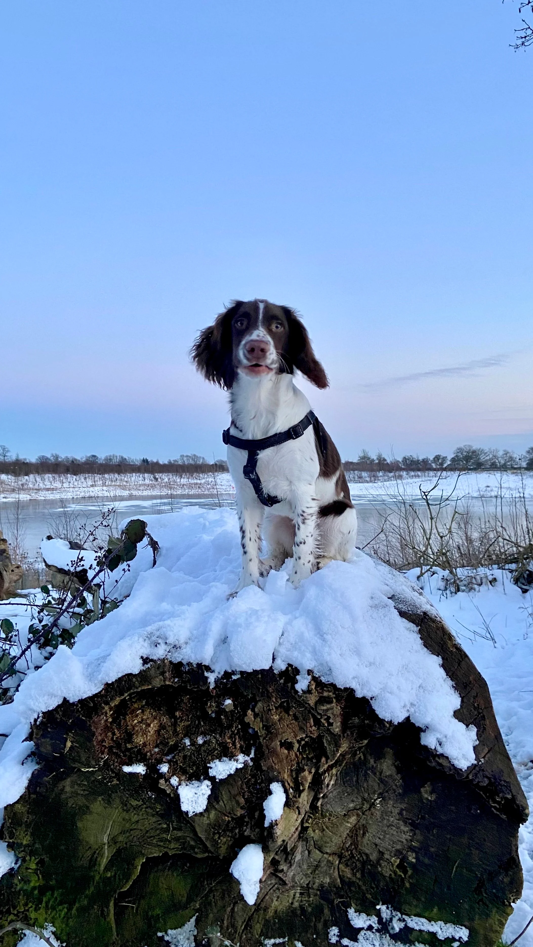 A photo of a dog on a fallen log in the snow.