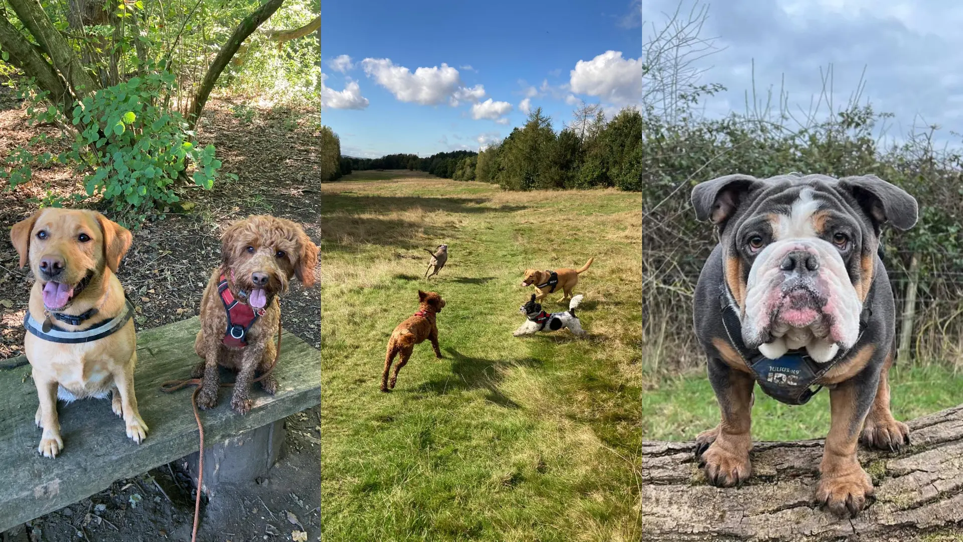 A photo collage of dogs using our day care service.