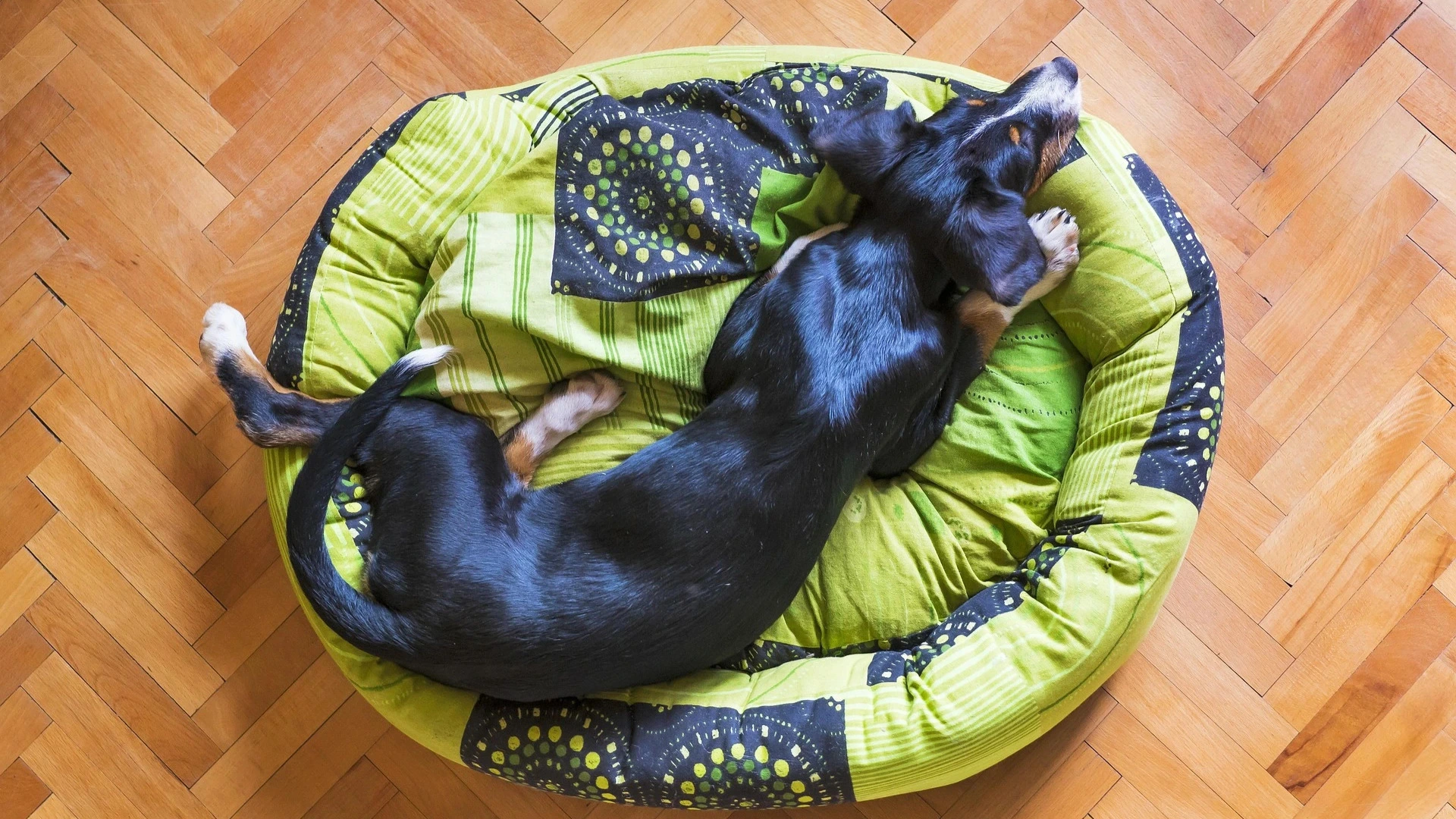 A photo of dogs playing in a stream.