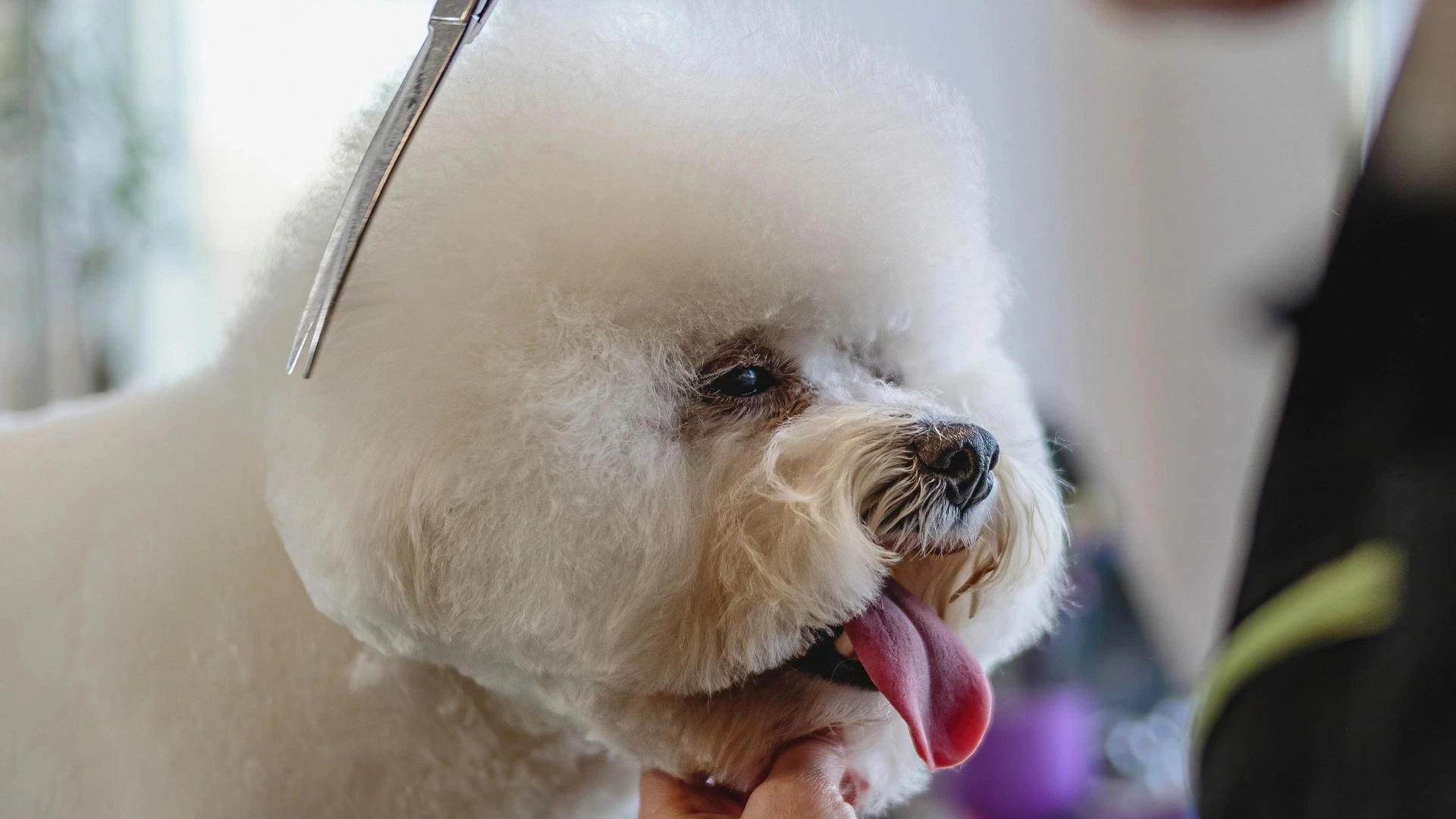 A photo of two dogs on a walk, one with its tongue out.