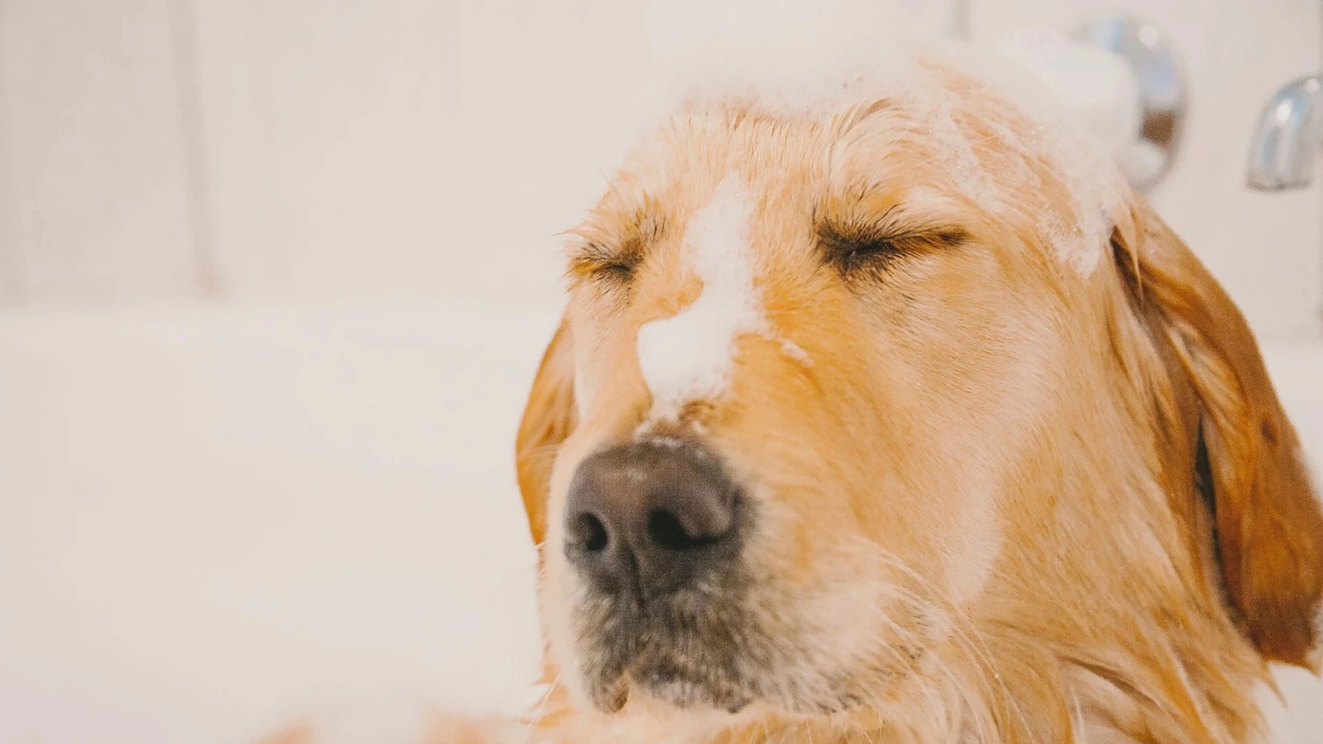 A photo of a dog with on a walk.