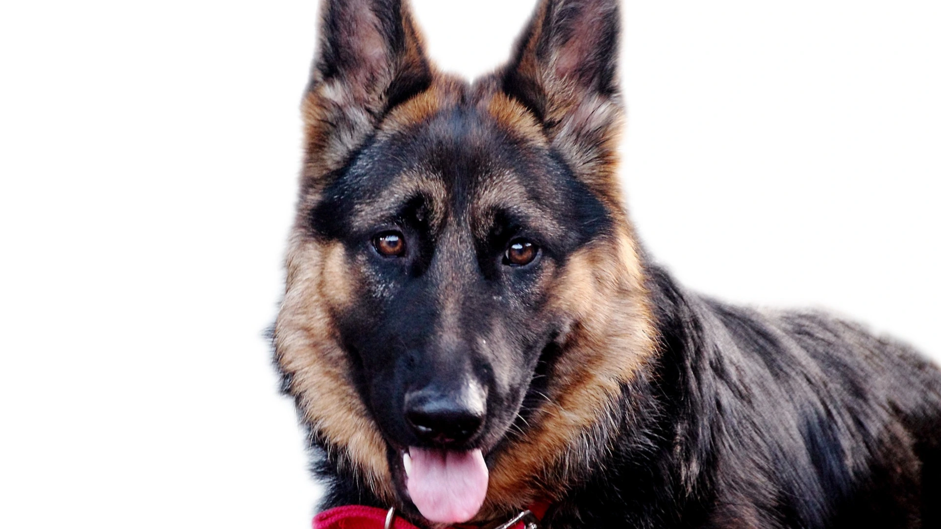 A photo of two dogs on a walk, one with its tongue out.