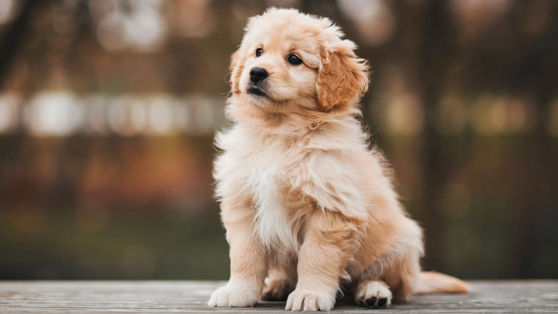 A photo of two dogs on a walk, one with its tongue out.