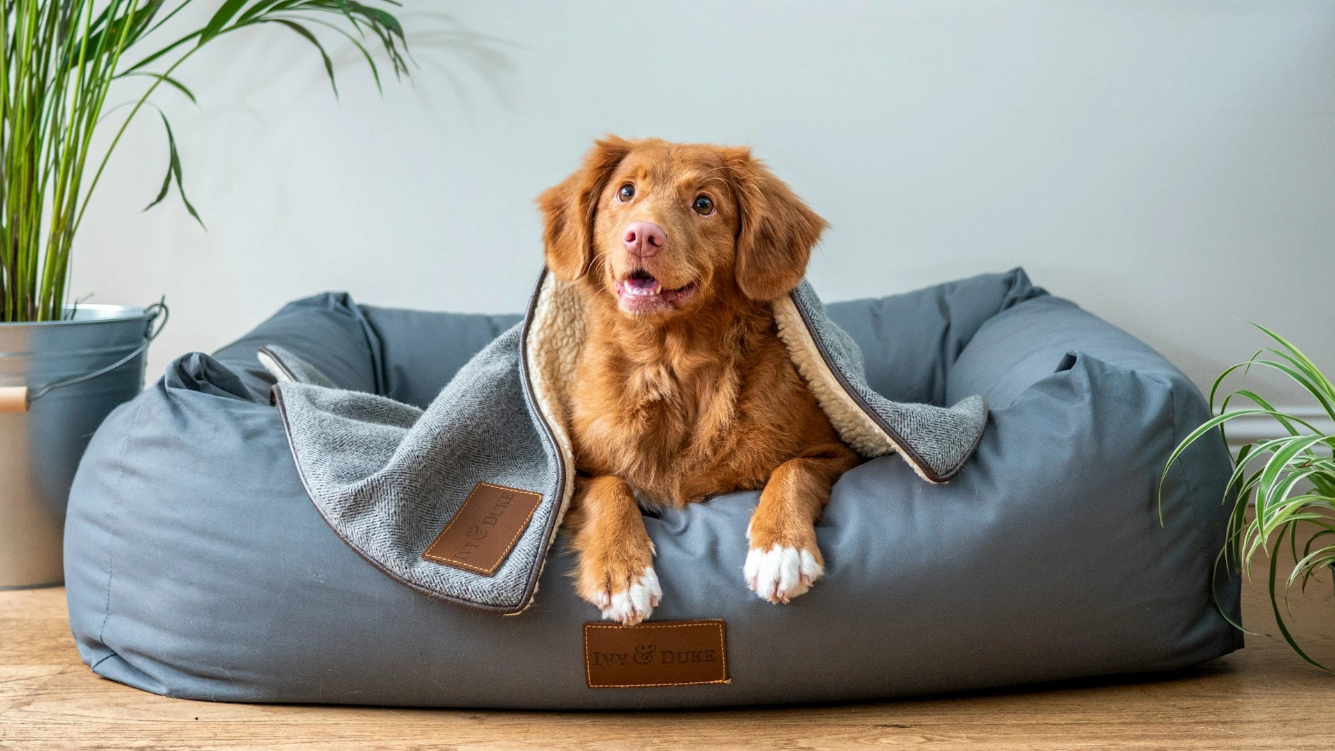 A photo of dogs playing in a stream.