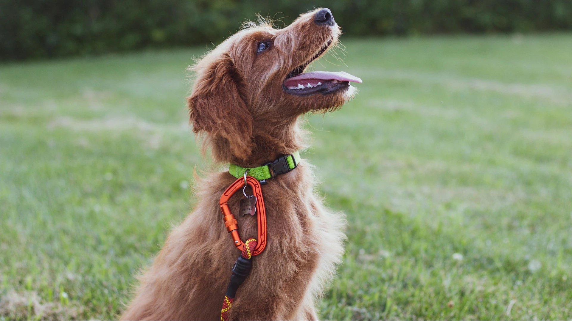 A photo of dogs playing in a stream.