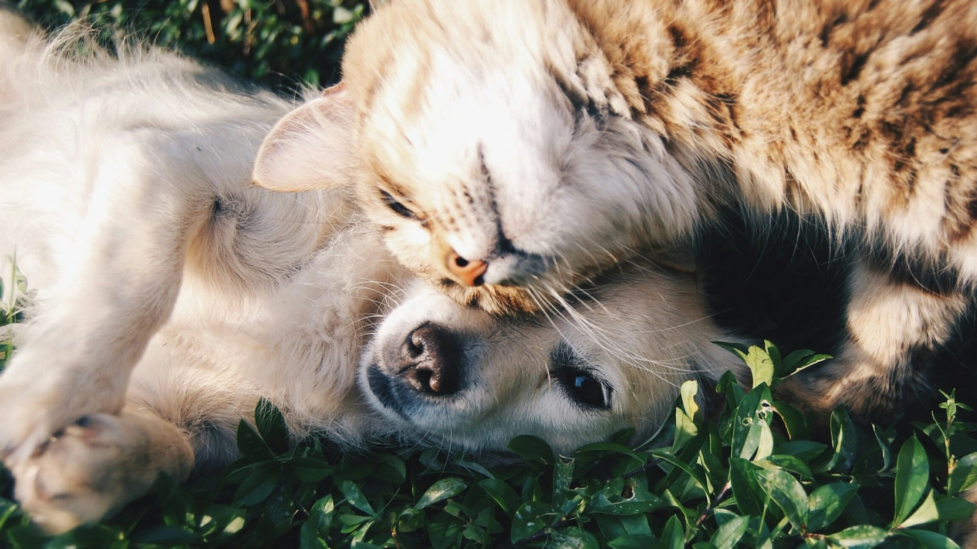 A photo of dogs playing in a stream.