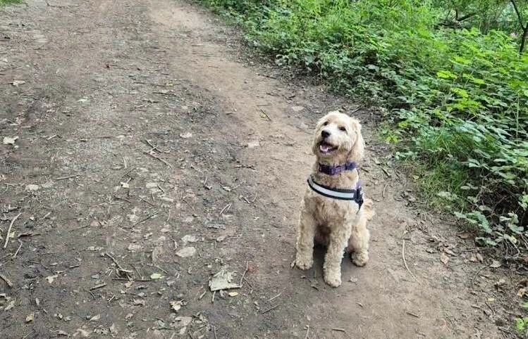 A photo of a dog really close to the camera.