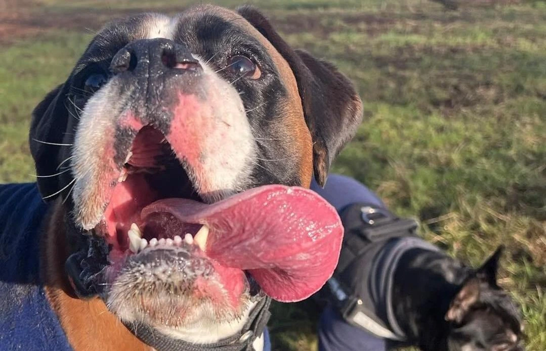 A photo of two dogs on a walk, one with its tongue out.